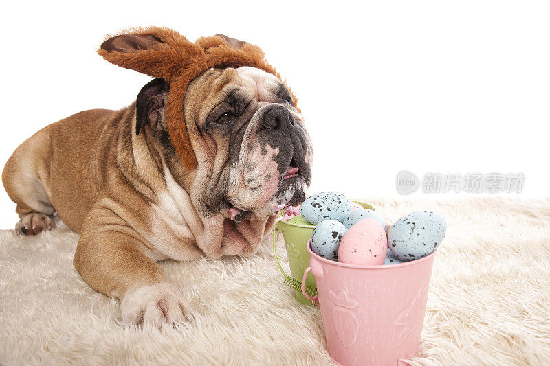 牛头犬复活节兔子和彩蛋