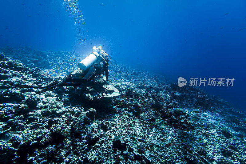 在法属波利尼西亚的兰伊罗亚，一名妇女在巨大的珊瑚礁上潜水
