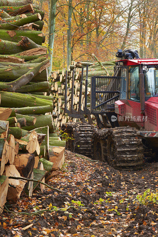 森林里堆满了树干,拖拉机开过来了