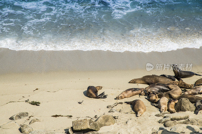 拉霍亚湾海豹和海狮