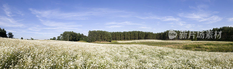 苏格兰雏菊草地全景图