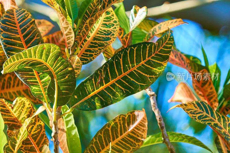留尼汪岛花园的巴豆植物叶子