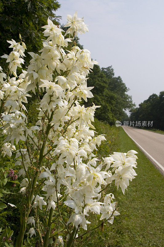 谢南多厄的鲜花大道