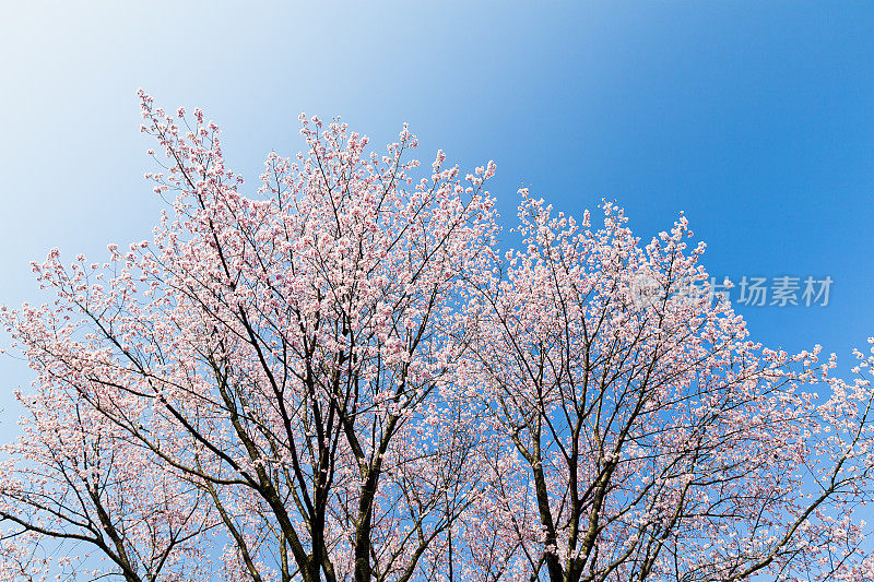 樱花树映衬着湛蓝的天空