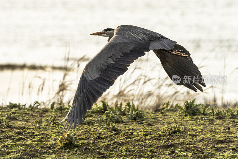 大蓝鹭飞行在湿地地区池塘华盛顿州