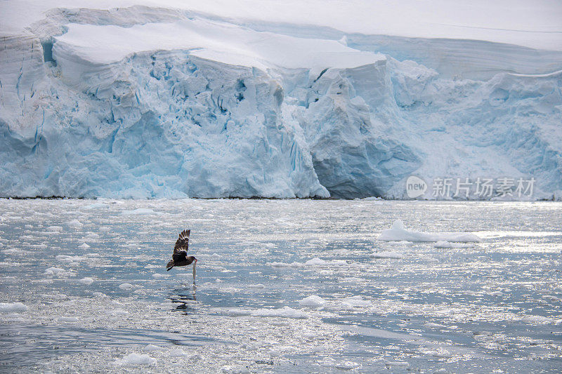 南极洲:洛克罗伊港的南极贼鸥
