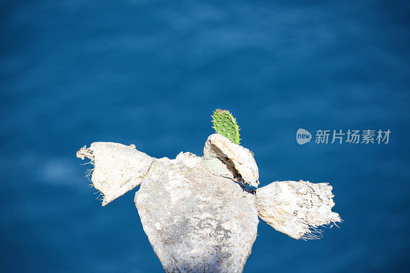 蓝色的大海边，老仙人掌上的新生长