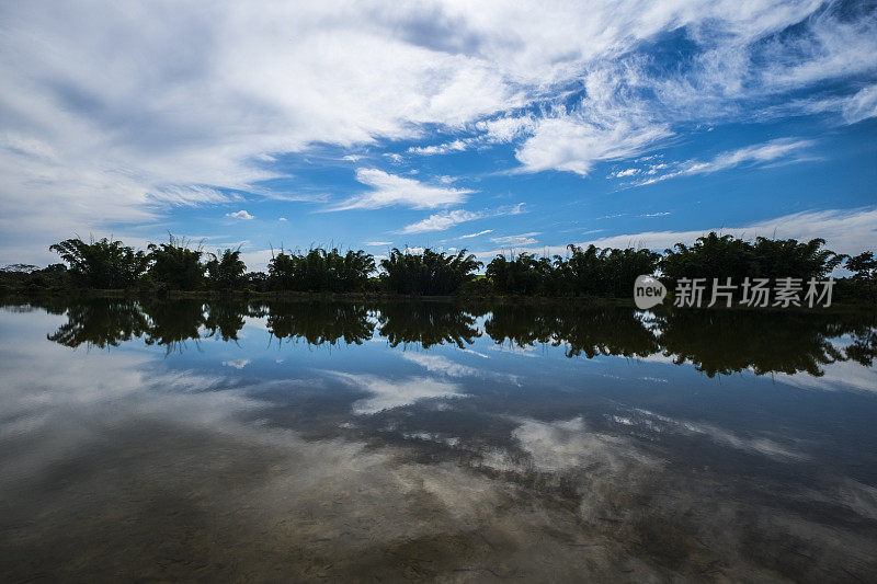 一组竹林倒映在湖面上