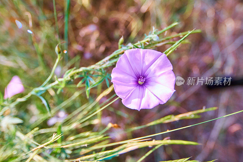 旋花在日出时合拢了