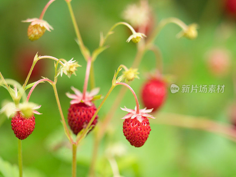 野草莓