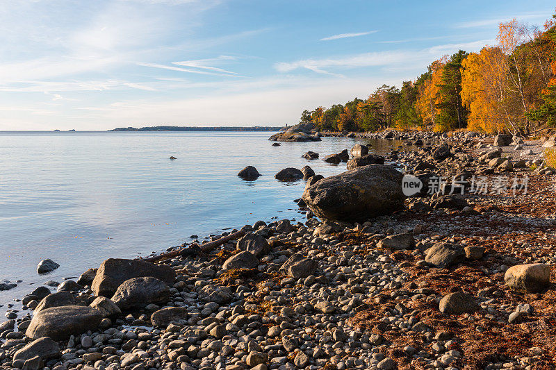 秋天波罗的海的岩石海滩上有白桦树