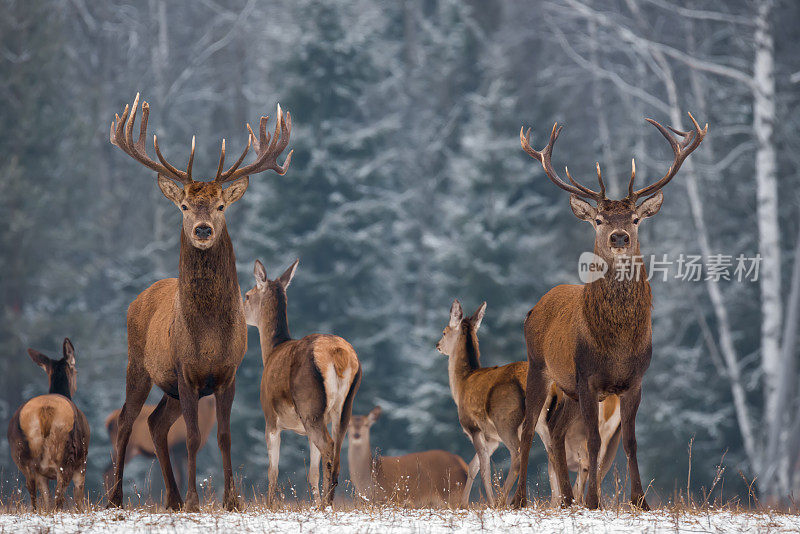 双胞胎。冬季野生动物景观与两只高贵的鹿(麋鹿)。白桦林背景上长着大角的鹿。双鹿特写，艺术观。两个奖杯鹿