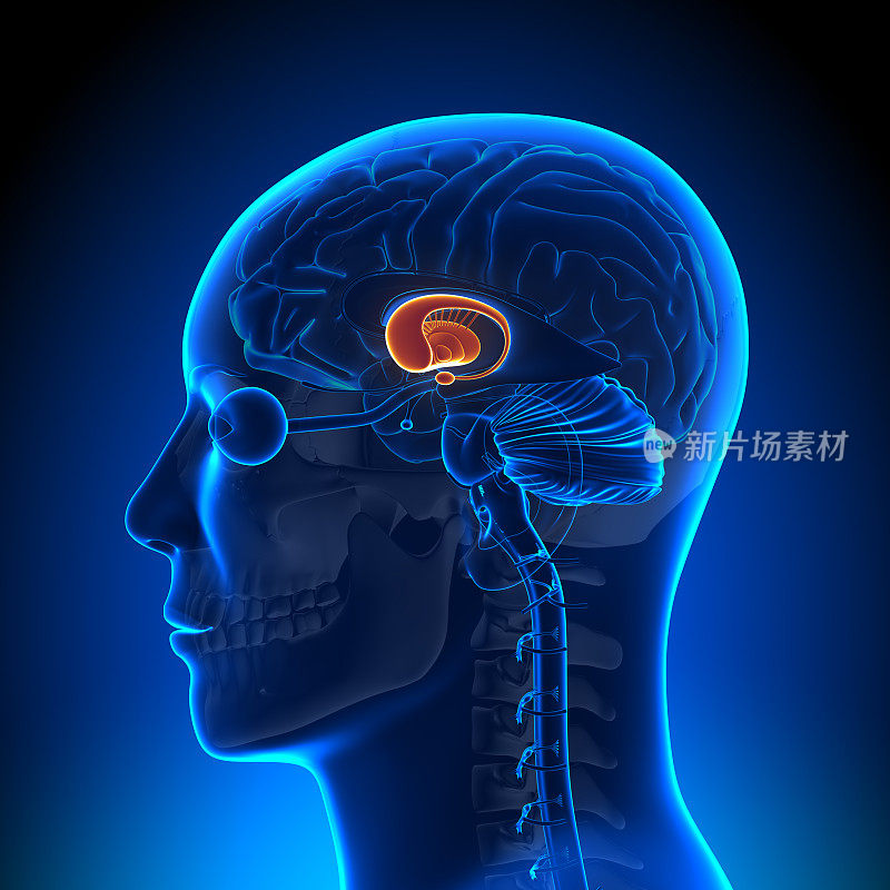 脑解剖-基底神经节