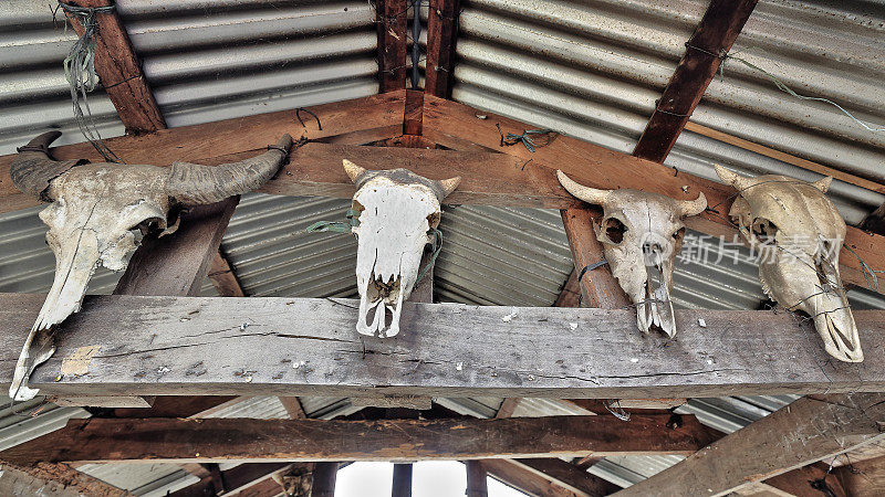 布法罗和牛的头骨悬挂在普瓦坦村的天花板椽子上。Banaue-Ifugao-Philippines.0061