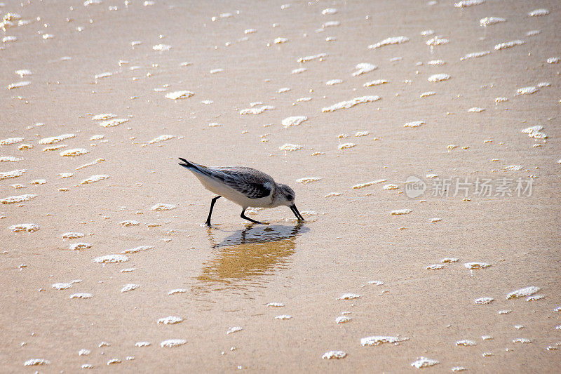 在沙滩上觅食的野生海鸟