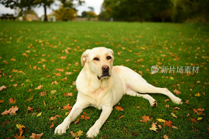 英语中的拉布拉多寻回犬