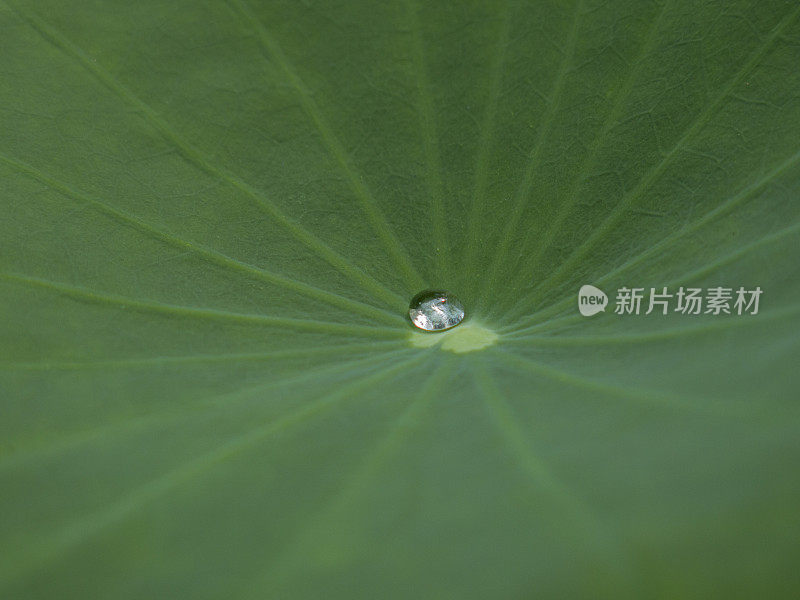 荷花带着露珠离开澳门