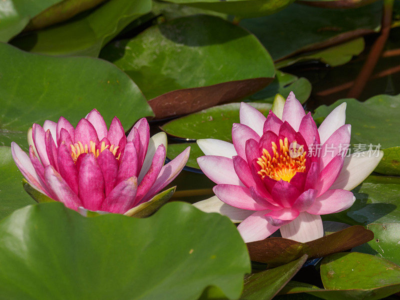 夏季花卉系列，池塘里美丽的睡莲。