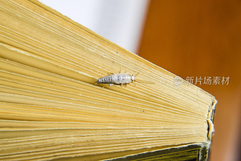 以纸蠹虫为食的昆虫。Silverfish在书的最后。