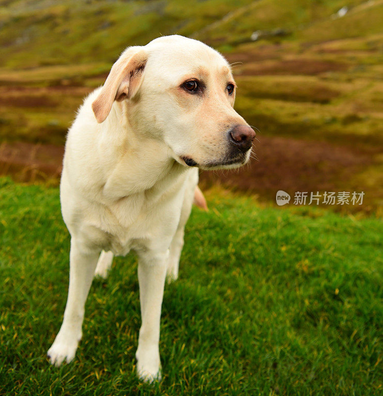 英国湖区的拉布拉多寻回犬