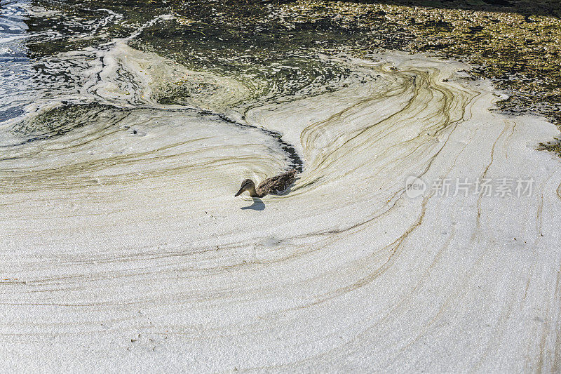 雌性绿头鸭在Sudsy黏糊糊的canandaiigua湖水中游泳