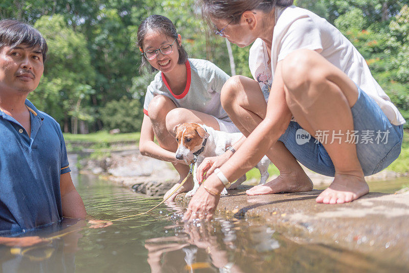 亚洲家庭玩好玩的杰克罗素梗狗在瀑布在夏天的早晨