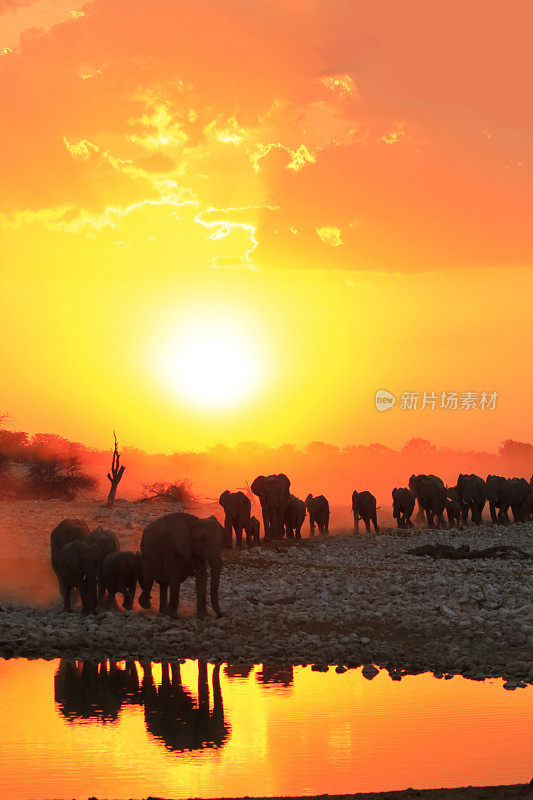 非洲象群家庭喝野生动物大5日落