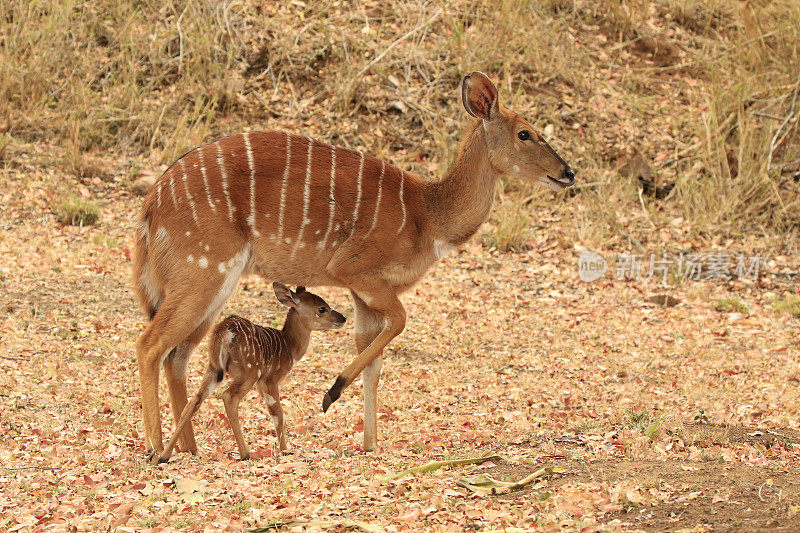 尼亚拉羚羊野生动物非洲热带草原野生动物妈妈可爱的宝宝