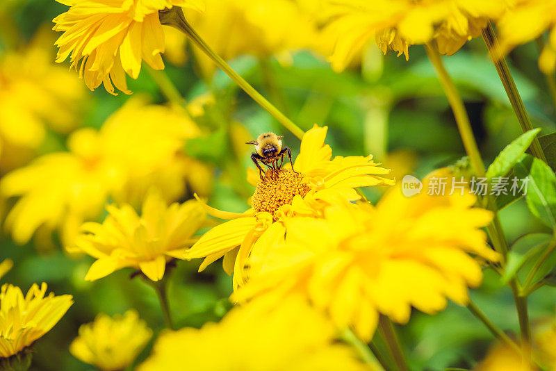 忙碌的蜜蜂