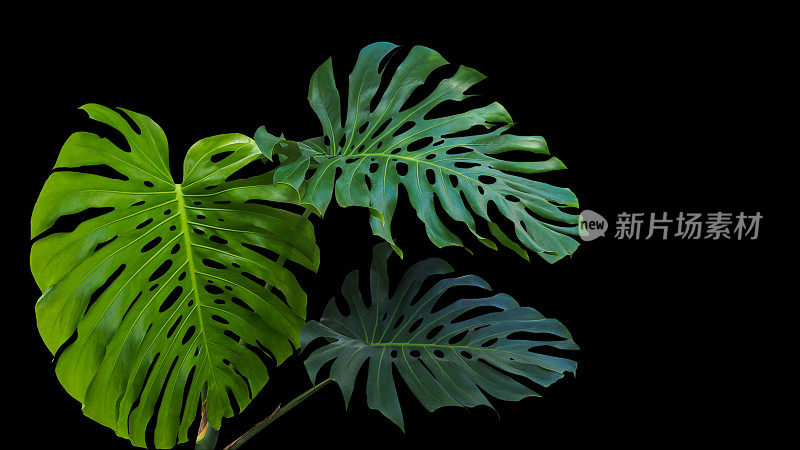 大绿叶竹或裂叶竹竹(竹竹竹属)是一种生长在野外的热带叶类植物，背景为黑色。