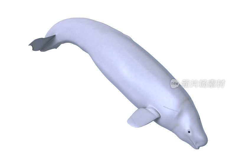 3D渲染白鲸白鲸在白色