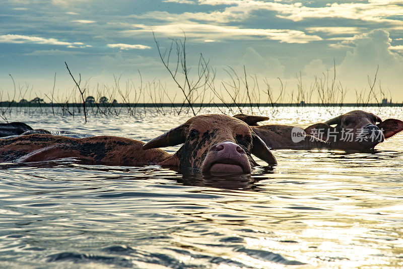 家养大水牛在河里泡澡。睡眠和懒惰的动物