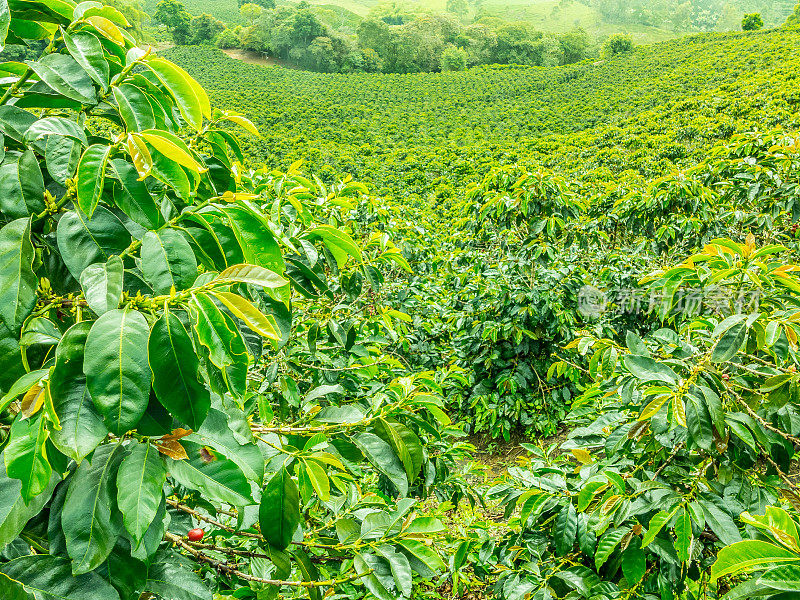 哥伦比亚杰里科的咖啡种植园