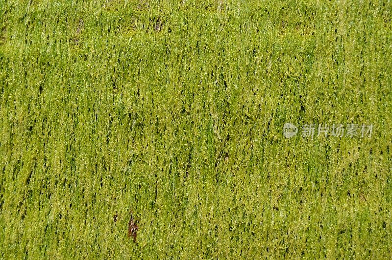 绿色的草，苔藓，地衣。纹理背景