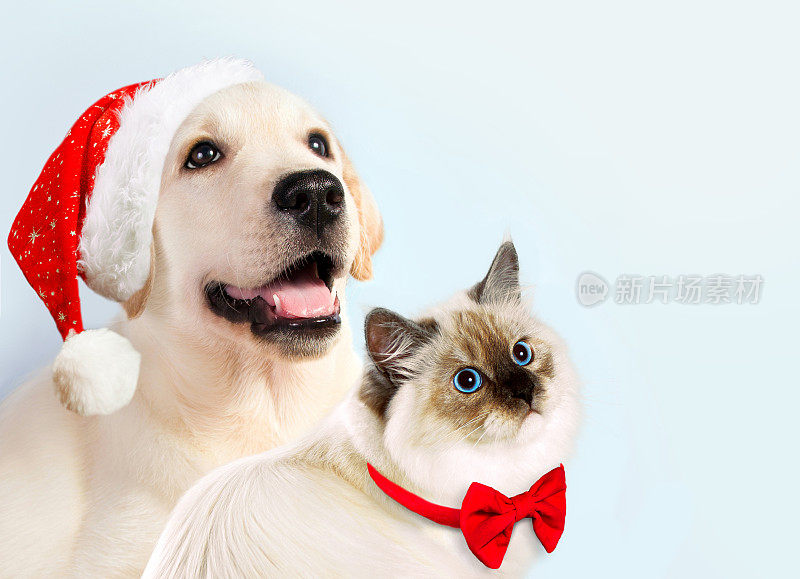 猫和狗在一起，涅瓦化装小猫，金毛看着右边。小狗和圣诞帽和蝴蝶结。新年的气氛