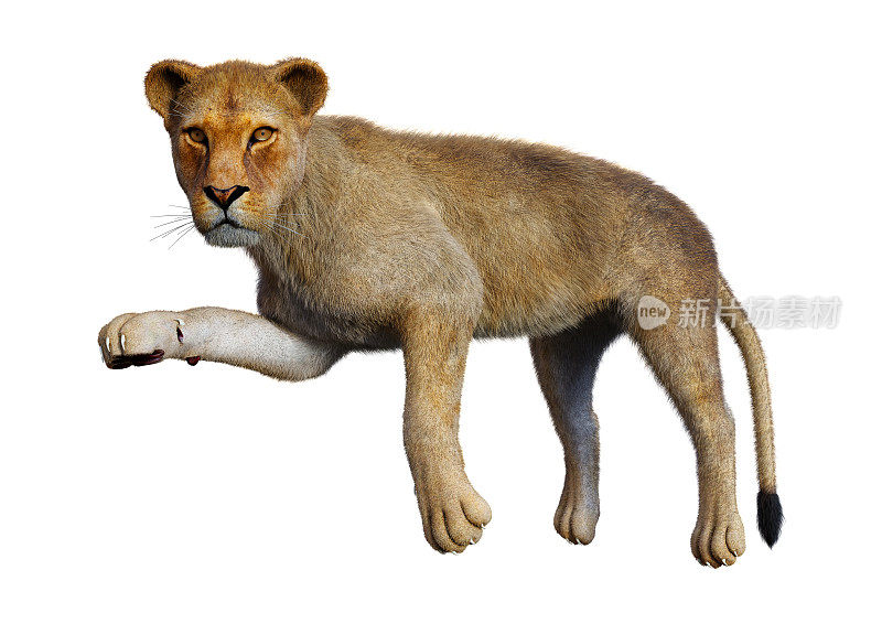 3D渲染雌狮子在白色
