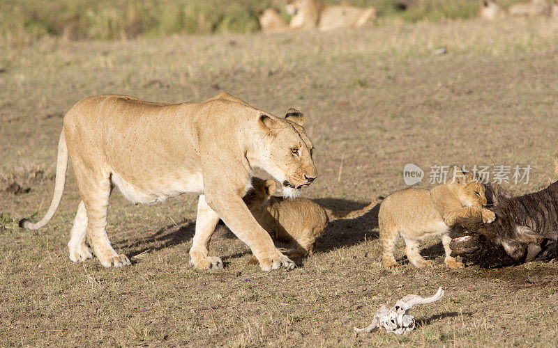 肯尼亚，东非，一只母狮子在看着她的幼崽吃牛羚。