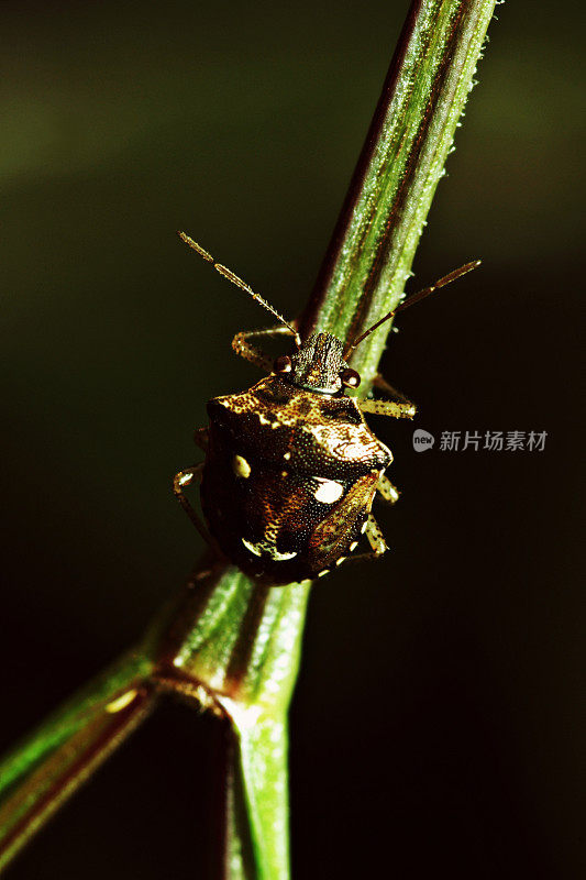 近距离观察人脸上的昆虫。