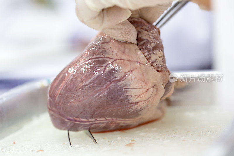 样本手术结构为猪心脏课堂教学。