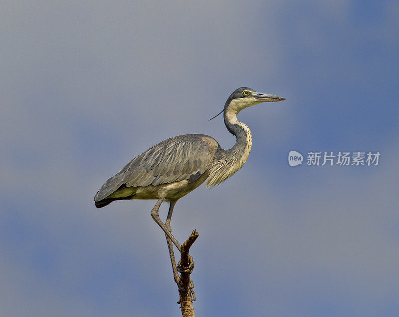 黑人