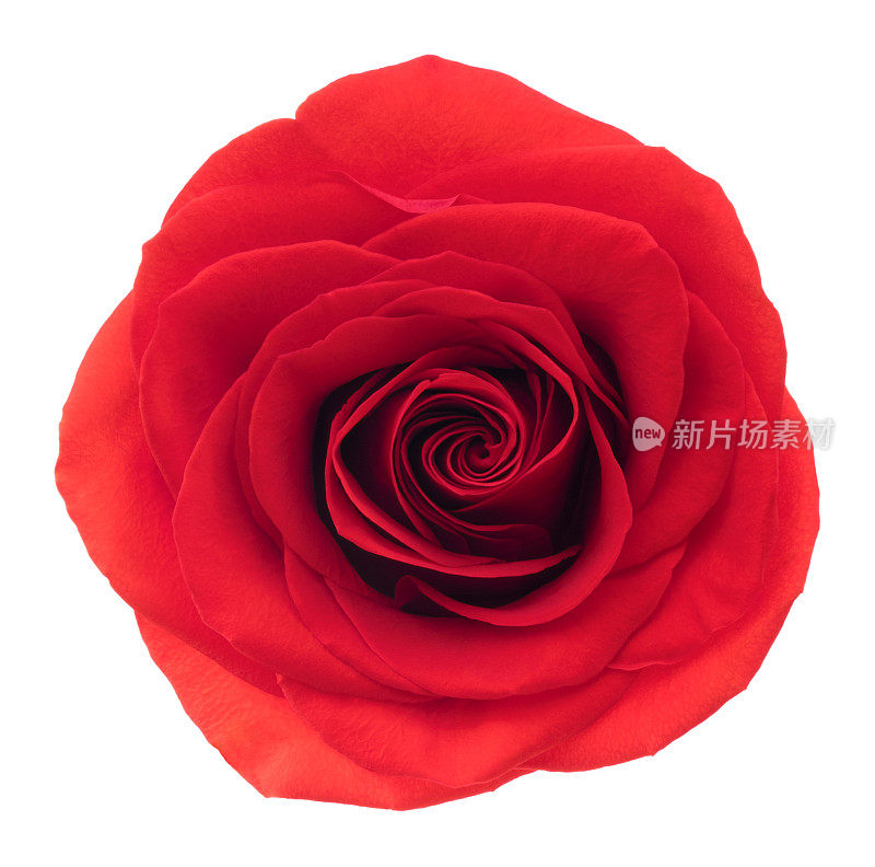 红玫瑰。深的焦点。没有灰尘。没有花粉。孤立在白色