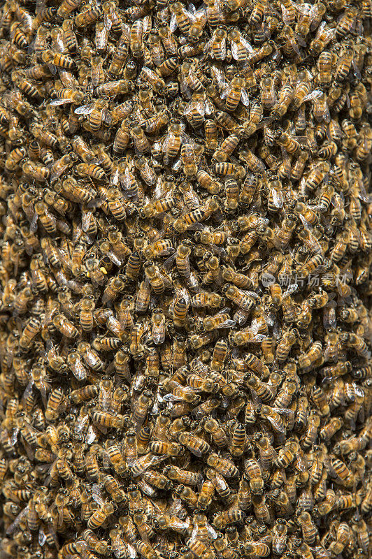 蜂群形成新蜂群的特写