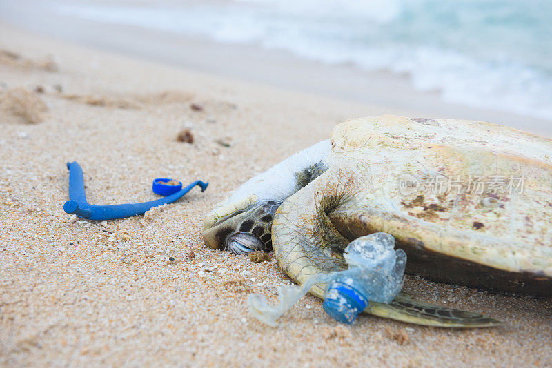 死海龟在海洋塑料垃圾中