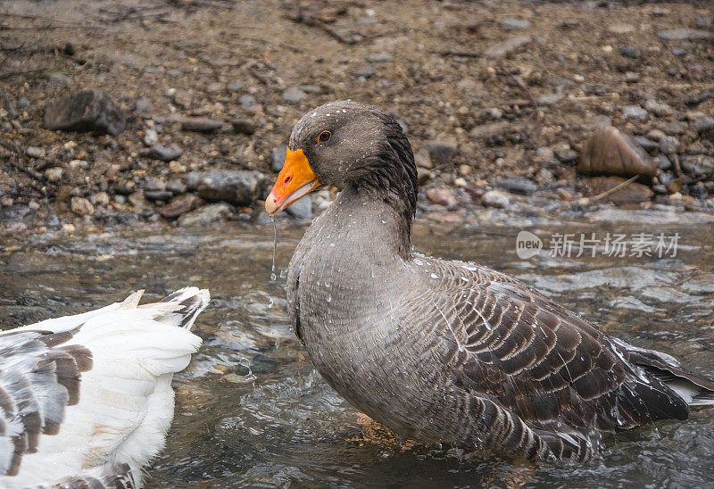 黑鹅在冰冷的山河中洗澡