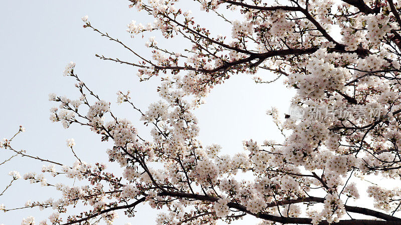圆润的天空背景是盛开的樱花树之间。