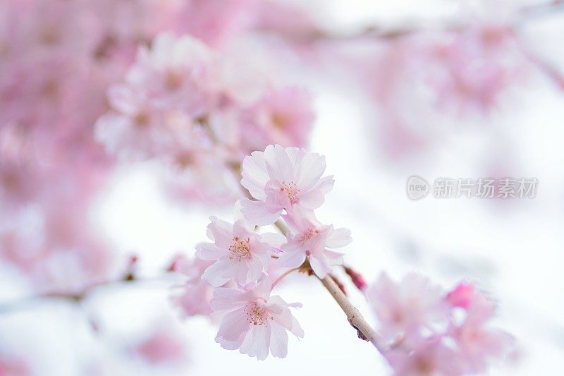 日本粉色哭泣樱花的宏观纹理