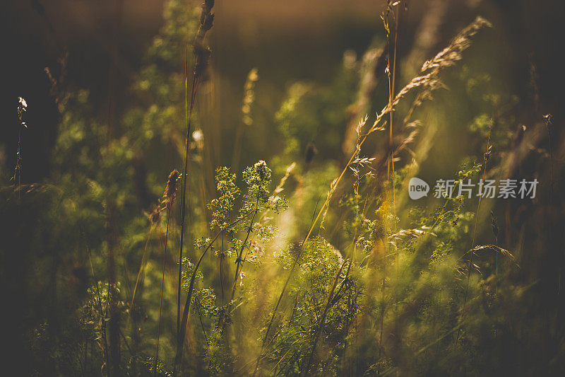 夏天草地上的野草