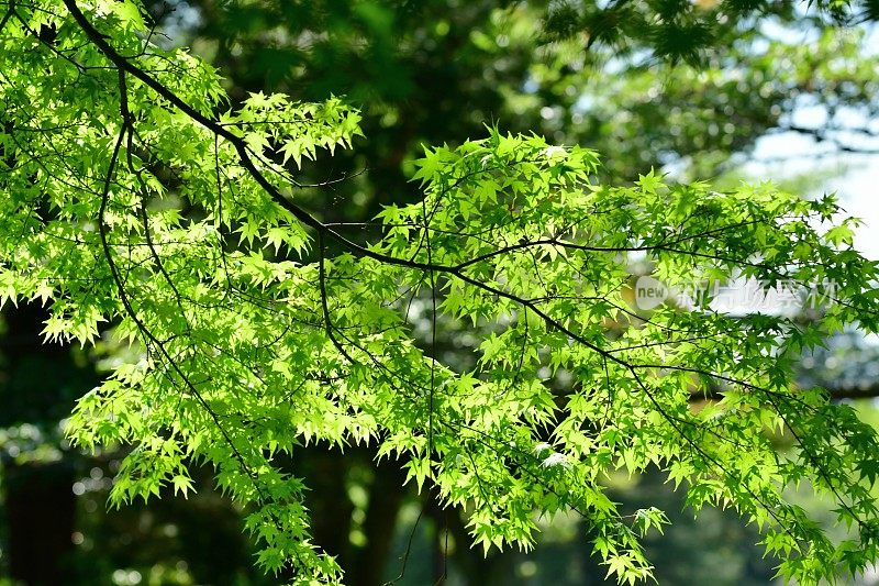 新鲜茂盛的叶子:日本枫树和树叶