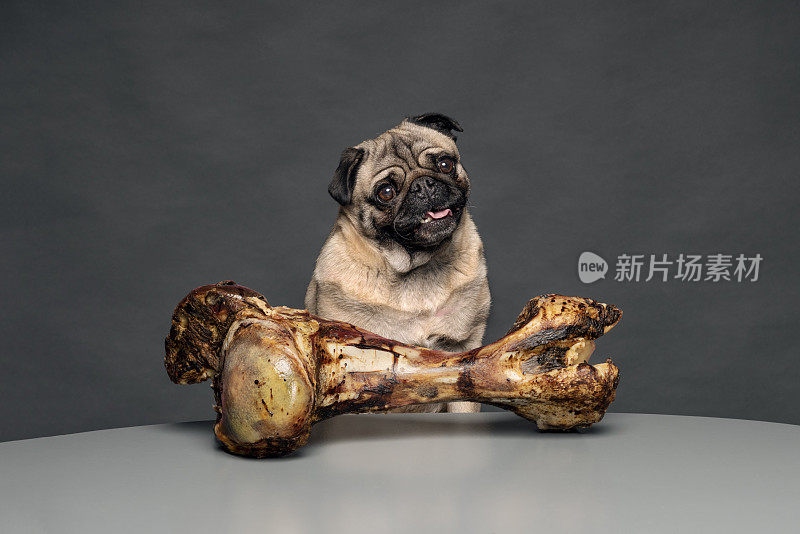 脾气暴躁的哈巴狗有一张可爱的脸和一个非常大的骨头。