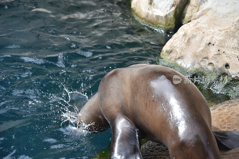 海狮跳入水中